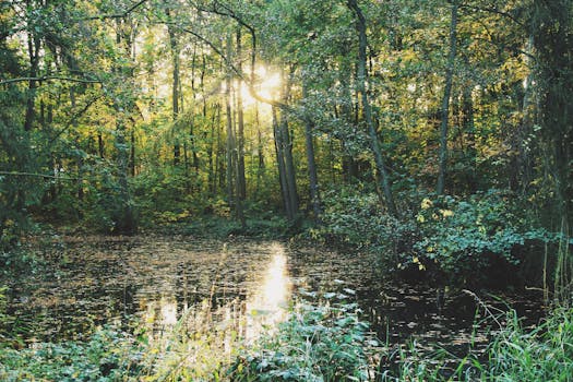 serene forest with sunlight filtering through trees