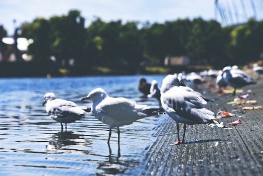 peaceful birdwatching scene