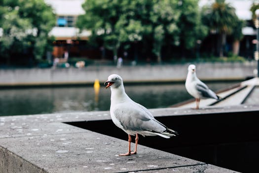 urban park with birds