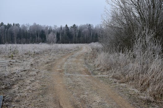 peaceful forest path