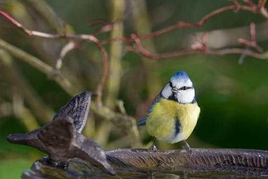 birdbath in a garden