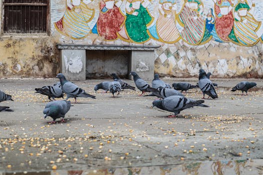 a bird feeder attracting local birds