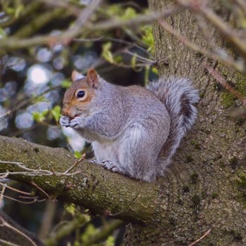 a squirrel foraging in a garden