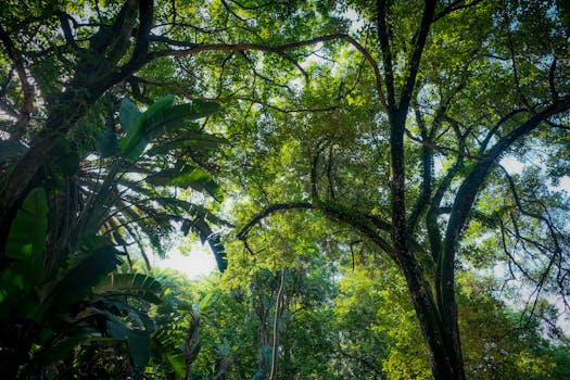 lush green forest with sunlight filtering through trees