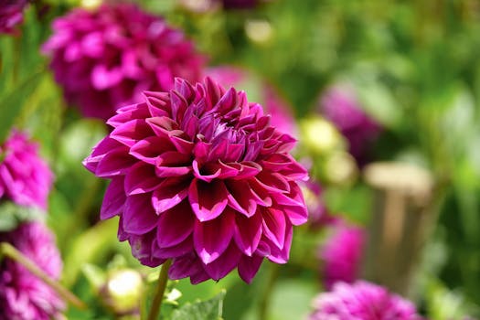 colorful wildflower garden