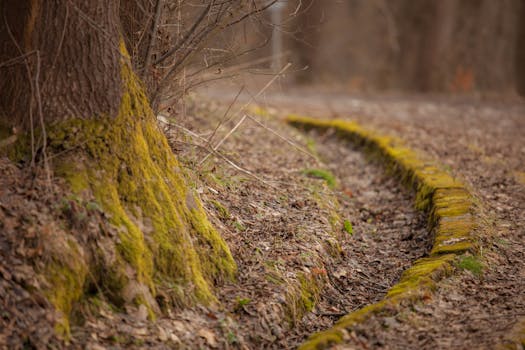 serene forest path