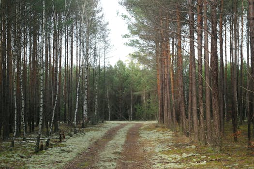 peaceful forest trail