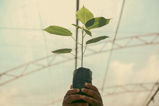 tree planting