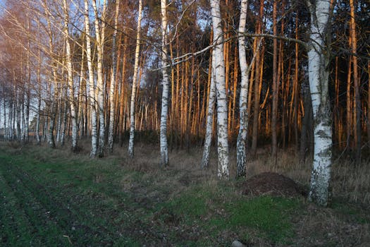 peaceful forest path