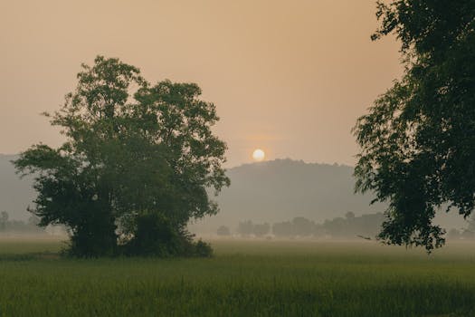 peaceful nature scene with trees