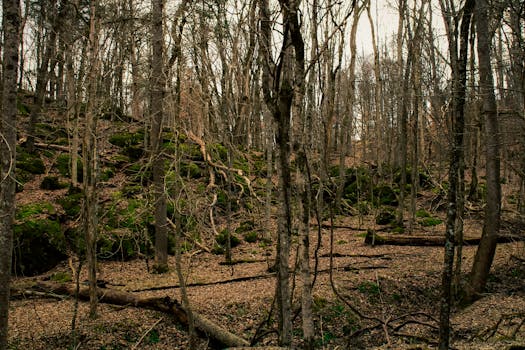 nature hike in a serene forest