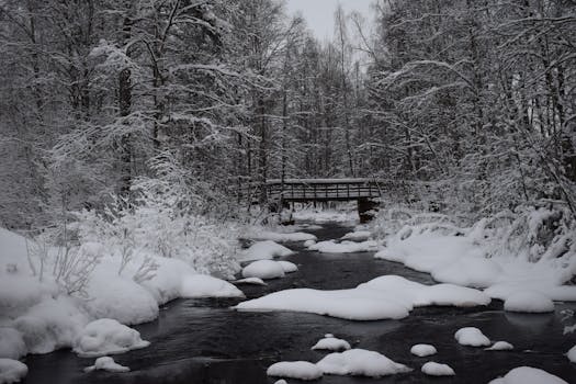 calm forest stream