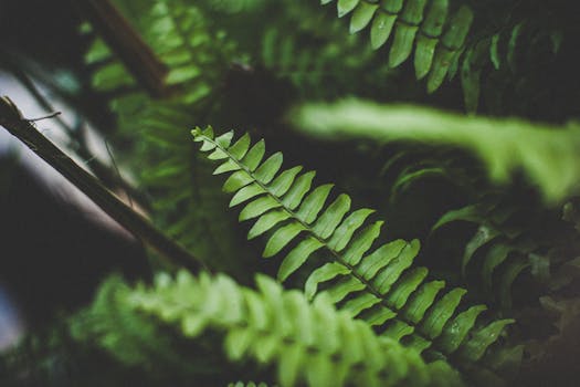 lush green forest