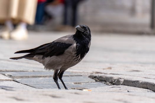 image of a birdwatcher in an urban park