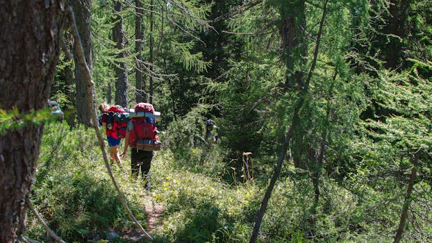 a person hiking in a sunlit forest