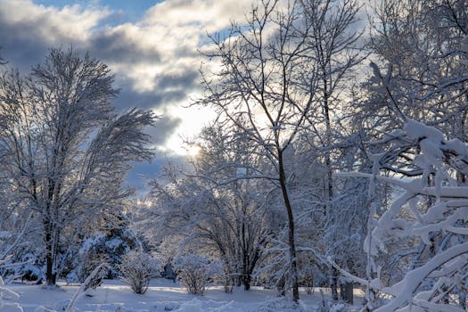 sunlight filtering through trees