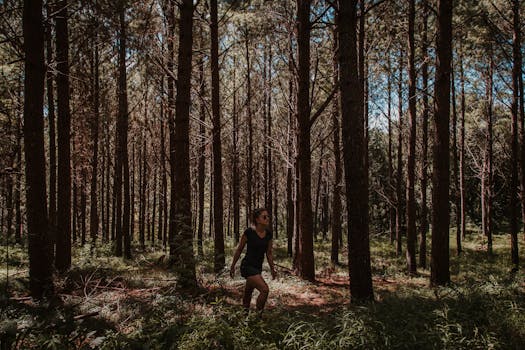 forest path with sunlight filtering through trees