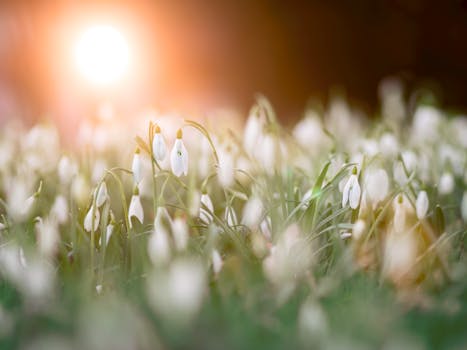 peaceful garden with blooming flowers