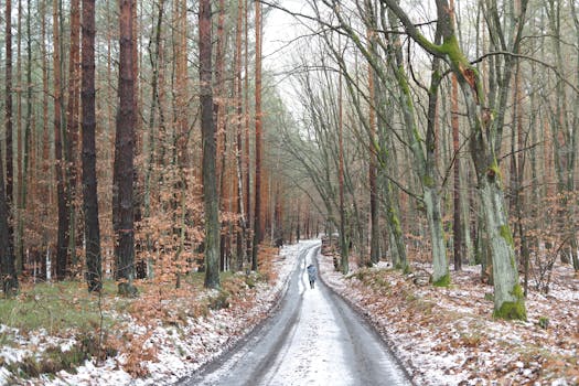 peaceful forest scene