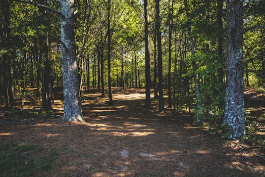 tranquil forest with sunlight filtering through the trees