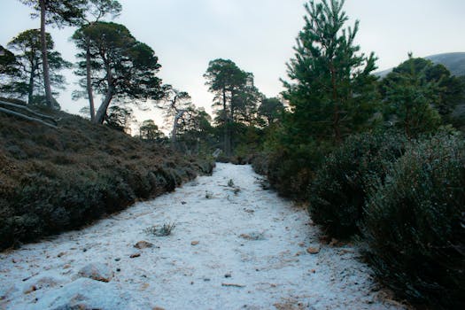 a peaceful forest trail