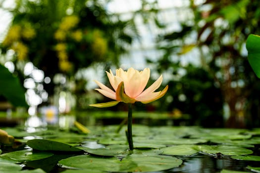 tranquil garden pond