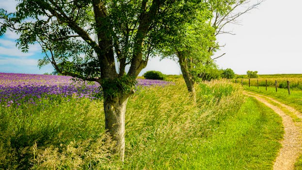 hiking trail in nature