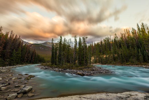 calm forest with flowing stream