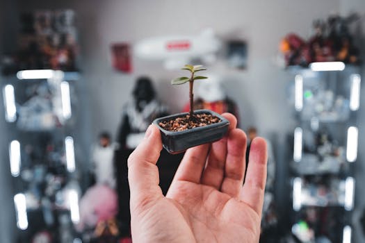 image of a small urban garden with pots