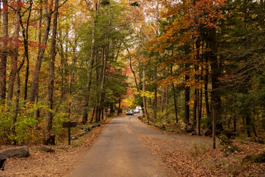 a peaceful forest path surrounded by trees