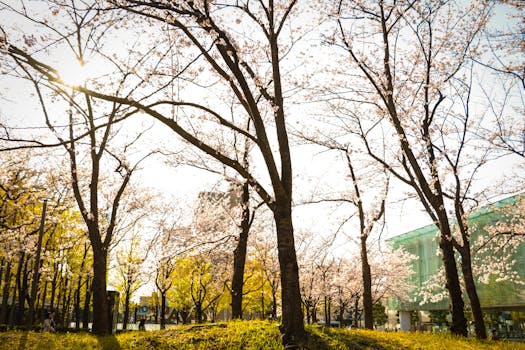 a scenic view of blooming flowers in a park