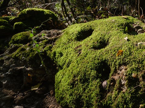 a close-up of soft moss on a rock