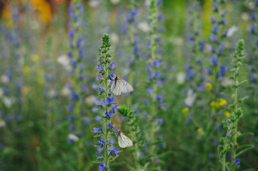 insects pollinating flowers