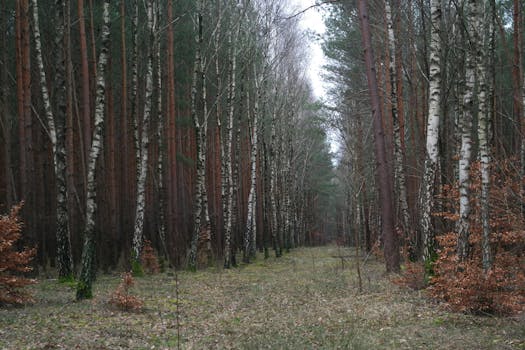 serene forest landscape