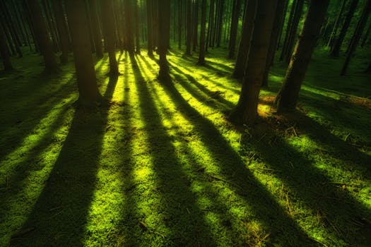 tranquil forest scene with sunlight filtering through trees