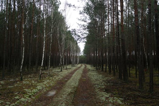 serene forest landscape