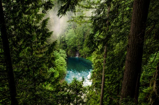 lush greenery in the park