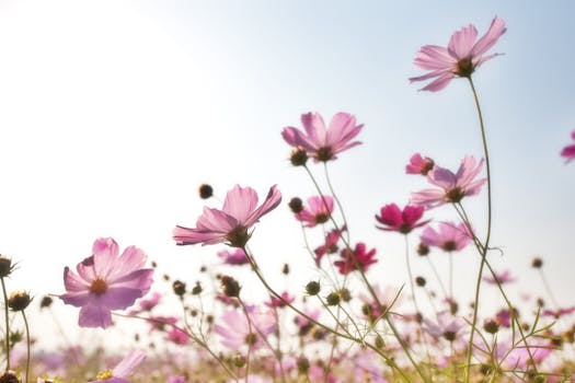 serene garden with vibrant flowers