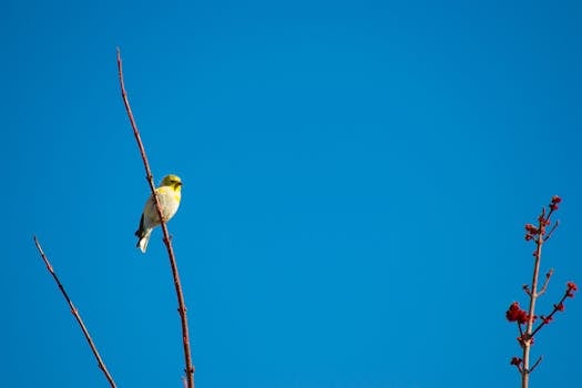 colorful birds perched on a branch