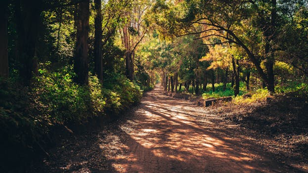 hiking trail through lush greenery