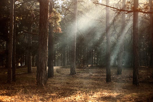 peaceful forest scene