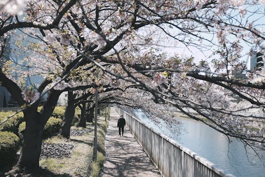 serene nature walk in a park