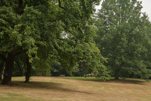 A spacious park with lush greenery