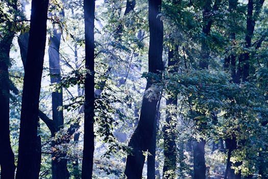 lush green forest with sunlight filtering through trees