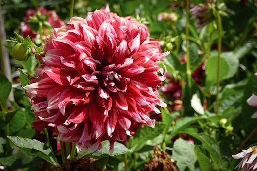 colorful garden blooms