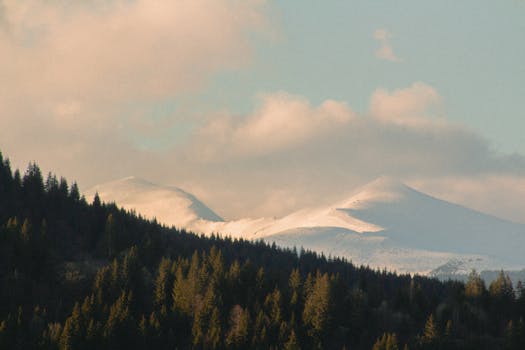 serene forest landscape