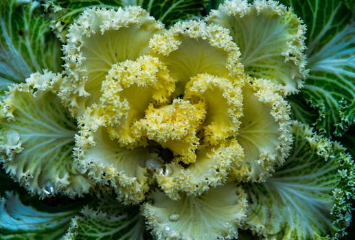 beautiful vegetable garden