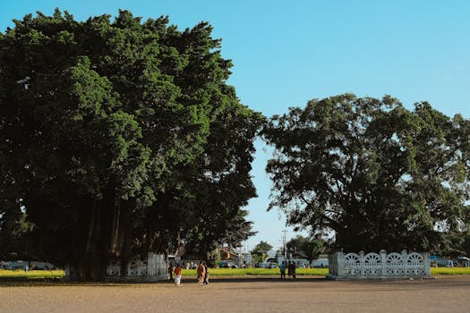 lush green park filled with people enjoying nature