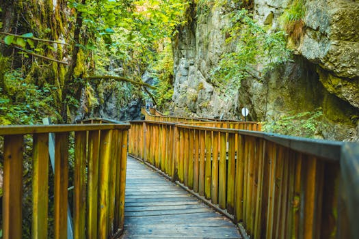 hiking trail with lush greenery