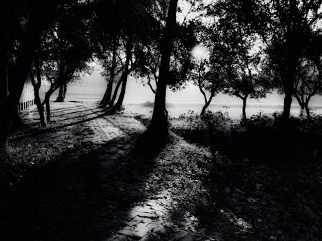 serene forest with sunlight filtering through trees